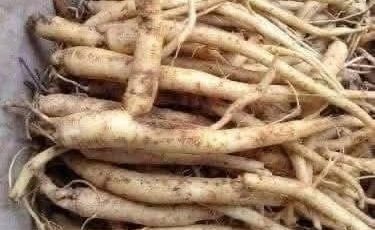 The Powerful Plant That May Support Cancer Treatment