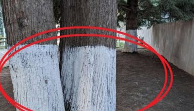 Why Are Some Trees Painted White? The Surprising Winter Secret That Protects Them