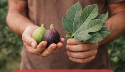 The Power of Fig Leaves: A Forgotten Superfood with Remarkable Health Benefits