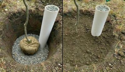 Smart Watering Technique: Using PVC Pipes for Efficient Plant Care
