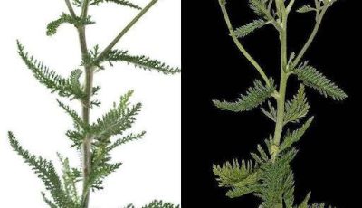 Yarrow-Infused Healing Tea