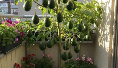 Step-by-Step Guide to Growing Avocados