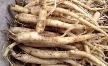 The Powerful Plant That May Support Cancer Treatment: A Closer Look at the Benefits of the Greater Burdock Root