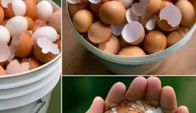 Can Boiling Eggshells Help With Disease? What’s The Truth?