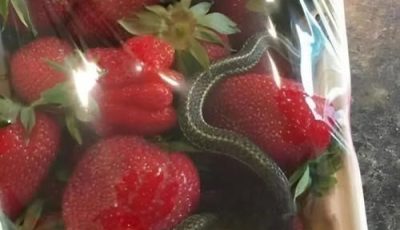 Like every Sunday, I went shopping according to my usual routine: choosing fresh produce