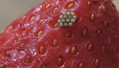 I soaked my berries in salt water and saw these white wiggling things come out. Should I just throw them away