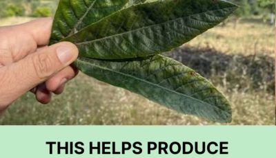 Discover the unsuspected virtues of this leaf: renal detox, regulation of uric acid and bl00d pressure balance