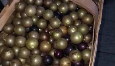 Since yall know everything what are these called