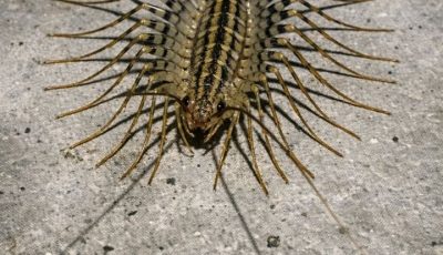Just saw this terrifying creature with way too many legs darting across my basement floor.