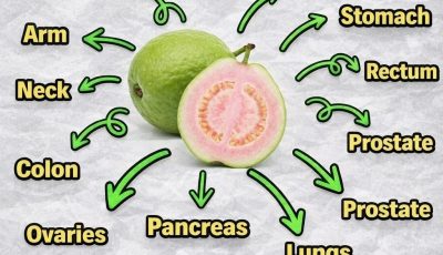 Guava Leaf Tea: Benefits, Properties, and How to Prepare It