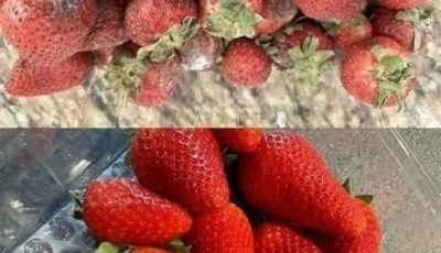 How to Keep Strawberries Fresh Longer: 7 Expert Tips to Prevent Mold and Spoilage