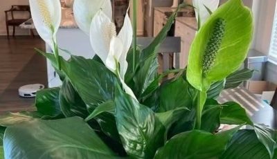How To Get Your Peace Lily To Flower More