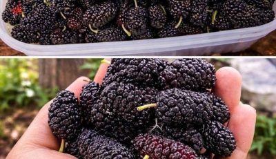 Have you ever tried it? Do you know its name