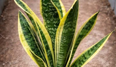 If you have this plant in your house, then you have…