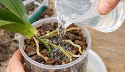 Pour this 1 cleansing mixture into orchid pot for this root-reviving effect