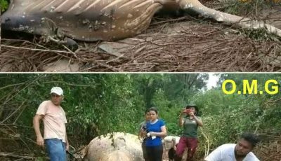 The whale was found far from…