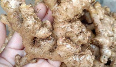 Doctor warns that eating ginger causes…