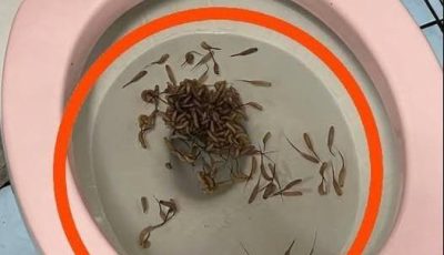 These things appear in my toilet after it rains. Any idea what they are?