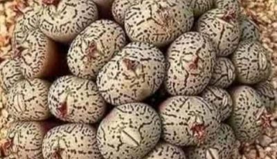 Daughter Discovers Strange Eggs Under Her Bed, Causing Her Family To Leave The Home