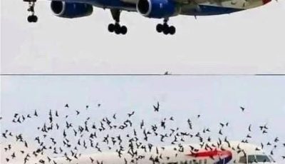 The Mind Blowing Reason This Terrified Pilot Burst Into Tears After An Emergency Landing Saved His Passengers From A Swarm Of Thousands Of Angry Birds –