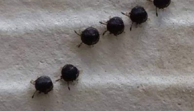 Do Not Touch These Mysterious ‘Blueberries’ in Your Garden — They’re Not What They Seem!
