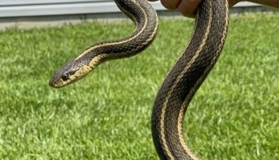 8 Easy Ways To Keep Snakes Away From Your Yard