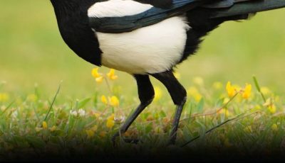 Magpie The Spiritual Meaning of an Unusual Encounter