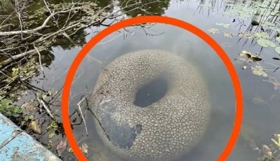 Found in an artificial lake in the village. At first, when I saw it from far away, I got really scared.