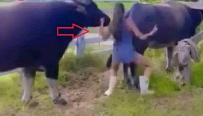 Woman Tries to Stop Two Fighting Water Buffaloes—What Happened Next Is a Powerful Safety Lesson
