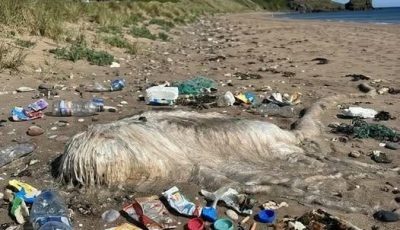 I Thought This Strange Creature on the Beach Was From Another World—Then I Learned the Terrifying Truth