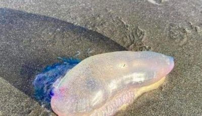If you see this beautiful purple thing washed ashore on the sand this summer, DO NOT touch it